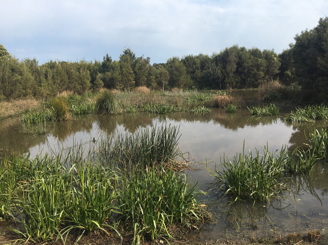 Botanic Ridge Wetlands-Cranbourne必去景点