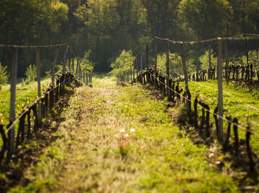 Domaine de Ferrant景点图片