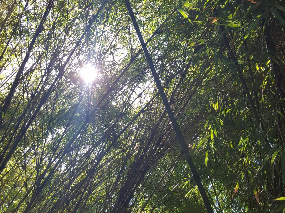 Bamboo Sourcery Nursery & Gardens-Sebastopol必去景点