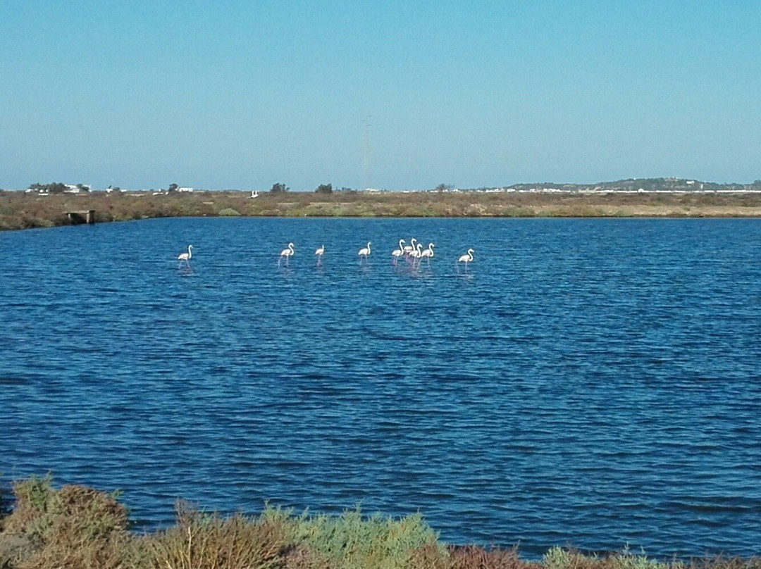 Bahía de Cádiz Natural Park景点图片