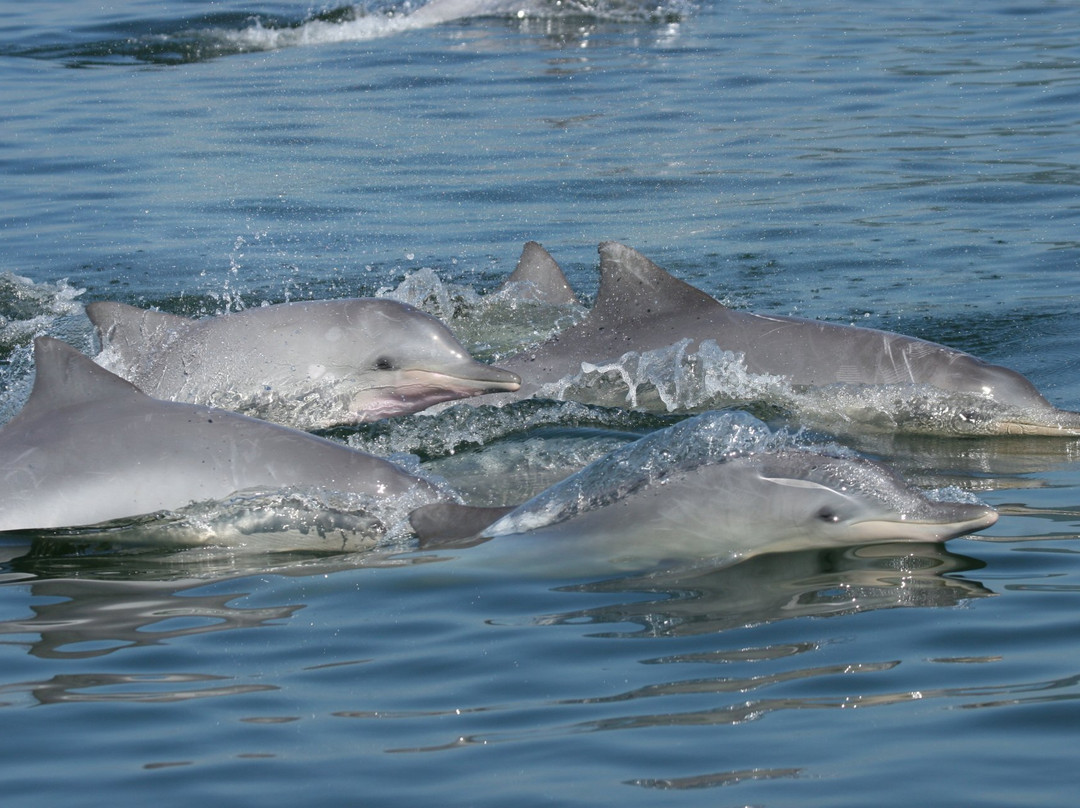 Instituto Boto Cinza-曼加拉蒂巴必去景点