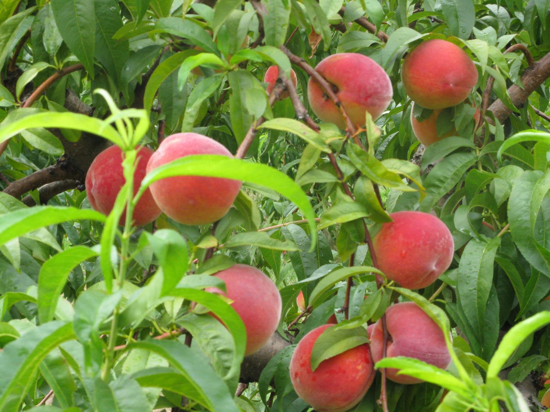 Tree-Mendus Fruit景点图片
