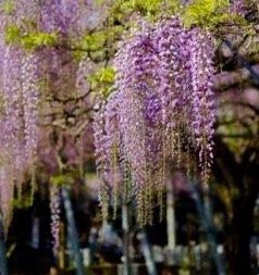 Yamada Hiyoshi Shrine-玉名市必去景点
