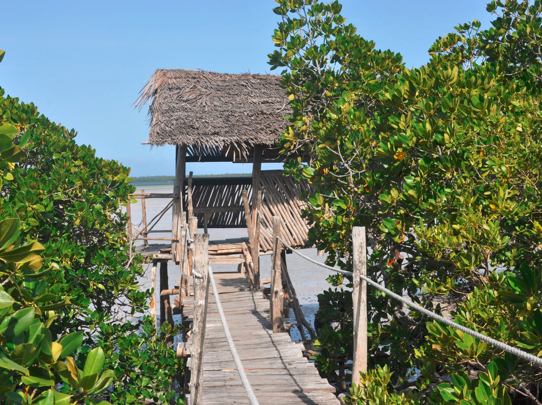 Mangrove Boardwalk Mida Creek景点图片