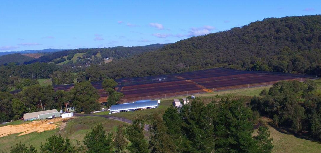 Otway Blueberries-Gellibrand必去景点