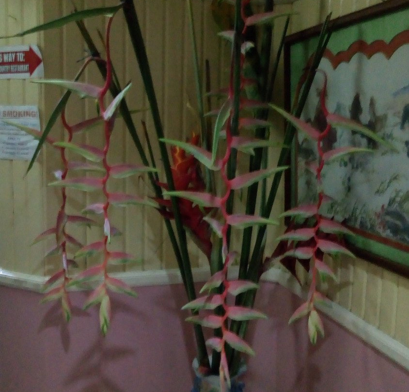 Paper Country Inn主图