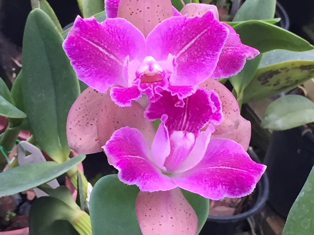 Orquidacea景点图片