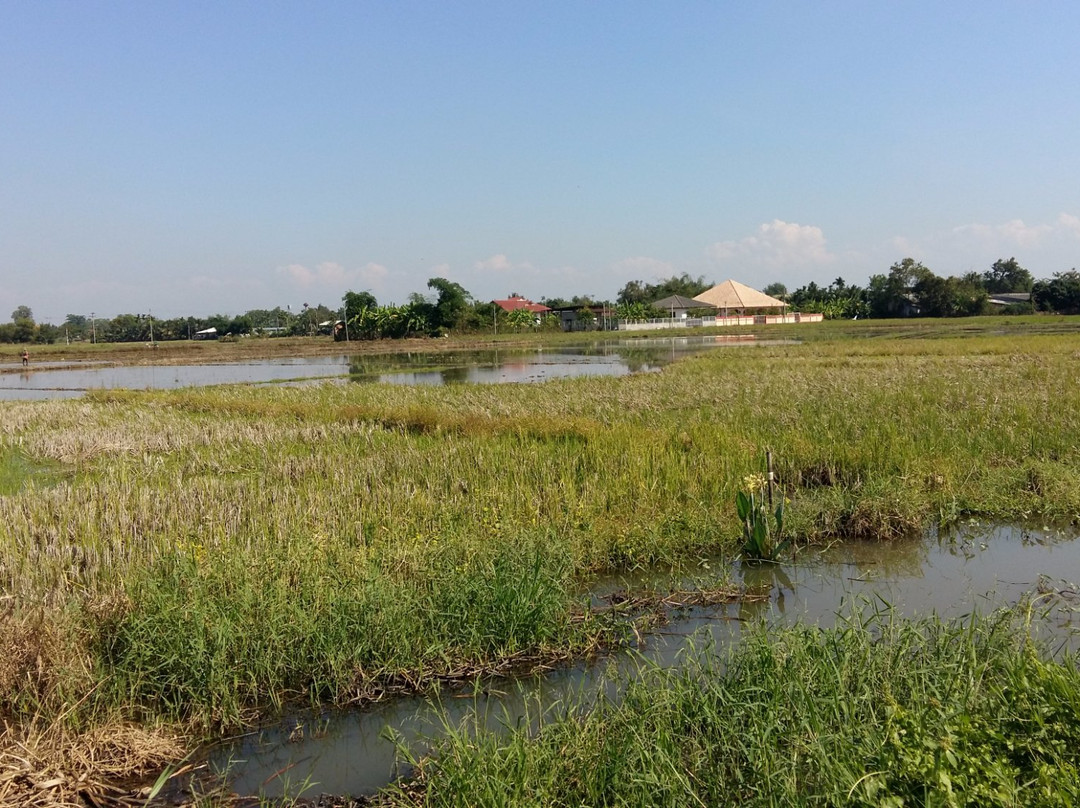 Chiang Mai Motorbike Tours景点图片