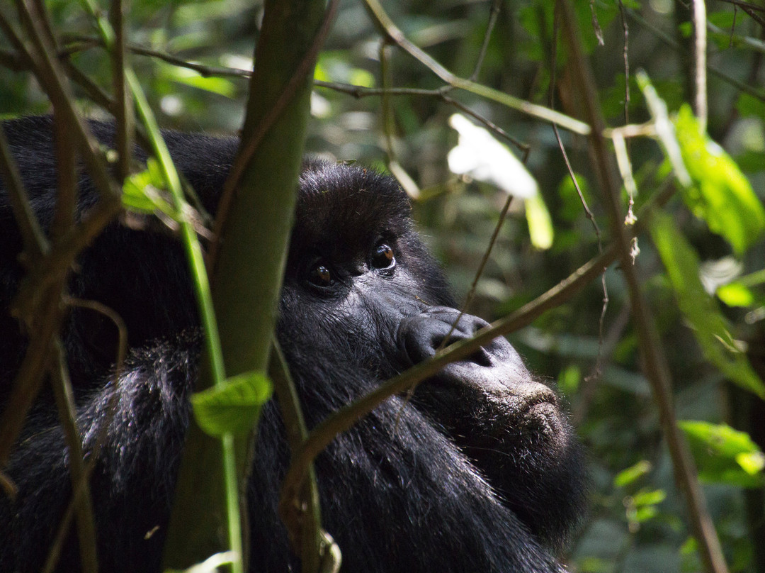 African Gorilla Expeditions景点图片