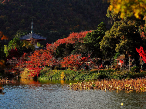 大觉寺-京都市必去景点
