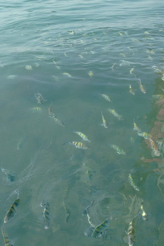 Cancuncito Reserva Arrecifal-韦拉克鲁斯必去景点