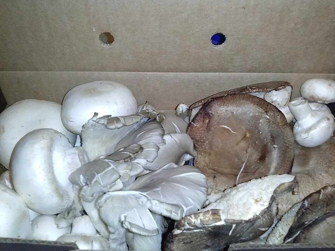 The Mushroom Cap-肯尼特斯奎尔必去景点