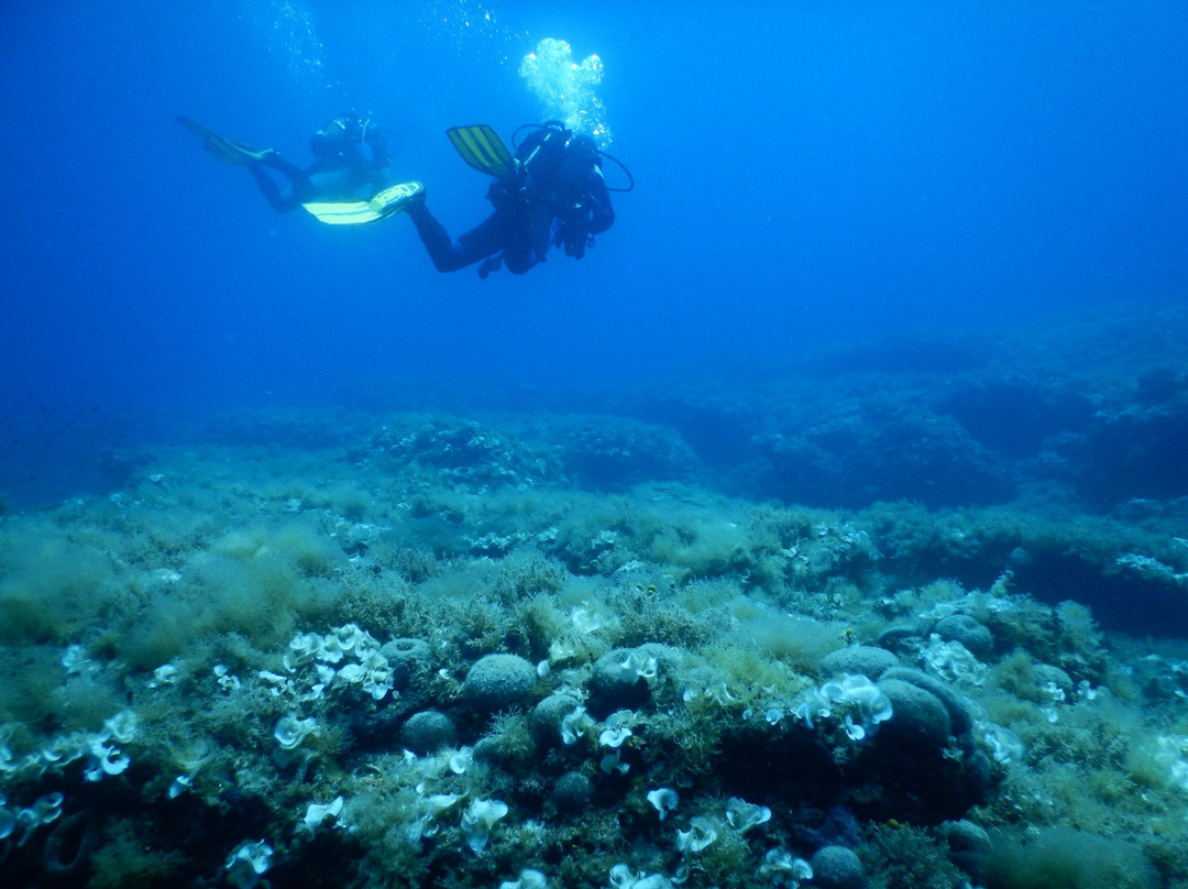 The Old Diver-Bale必去景点