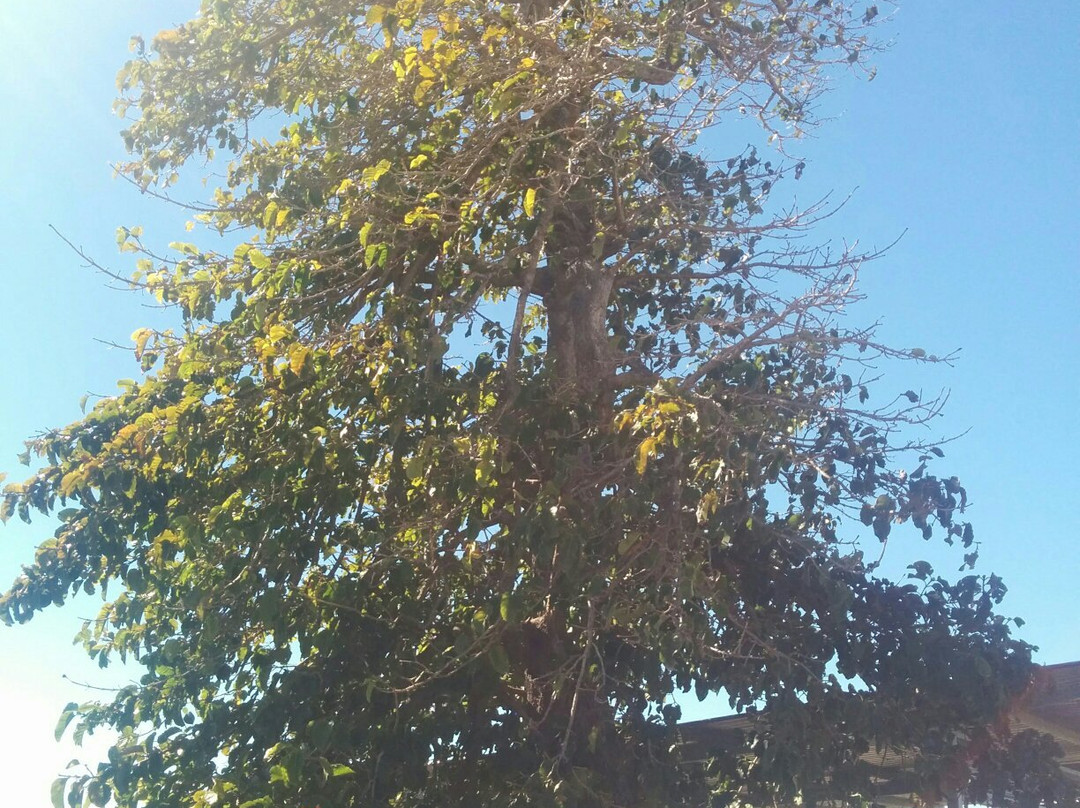 The Leichhardt Tree景点图片