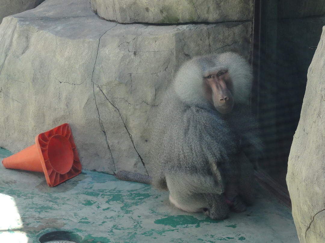 Balu Zoo-阿纳帕必去景点