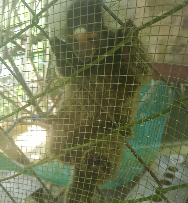 KSTR Monkey Tour景点图片