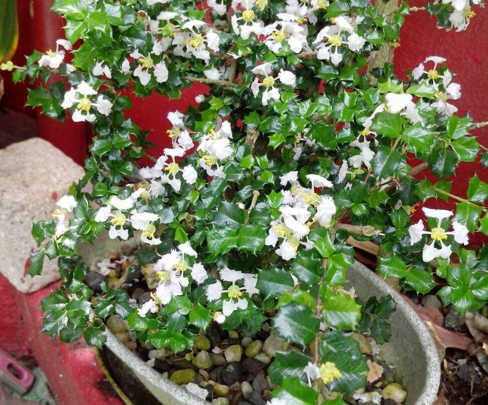 Central Texas Bonsai Exhibit at Jade Gardens-Wimberley必去景点