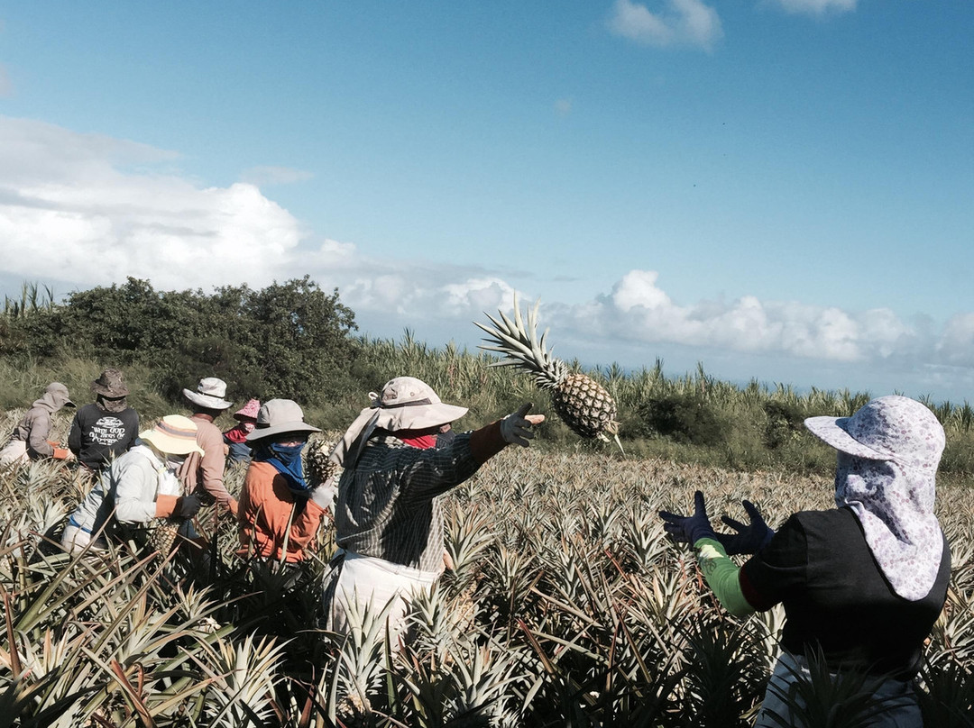 Mr. Pineapple-卡胡卢伊必去景点