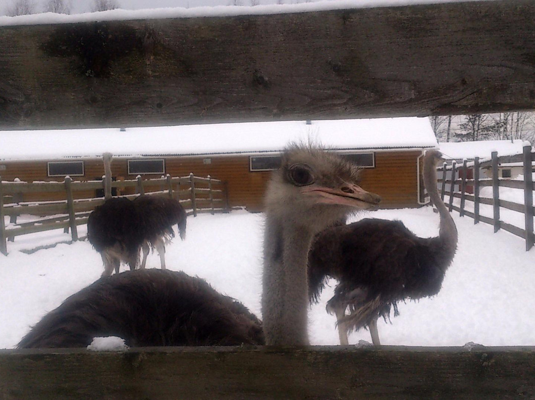 Ostrich Farm Strausiny Khutor景点图片