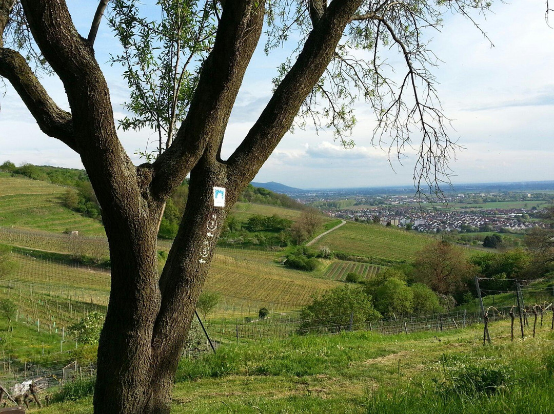 Viniversum Bergstrasse-Heppenheim必去景点