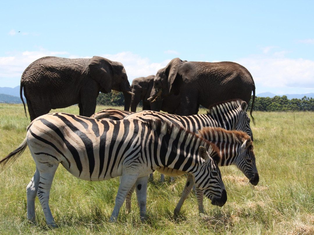 Charlo's Tours and Transfers-开普敦中心区必去景点