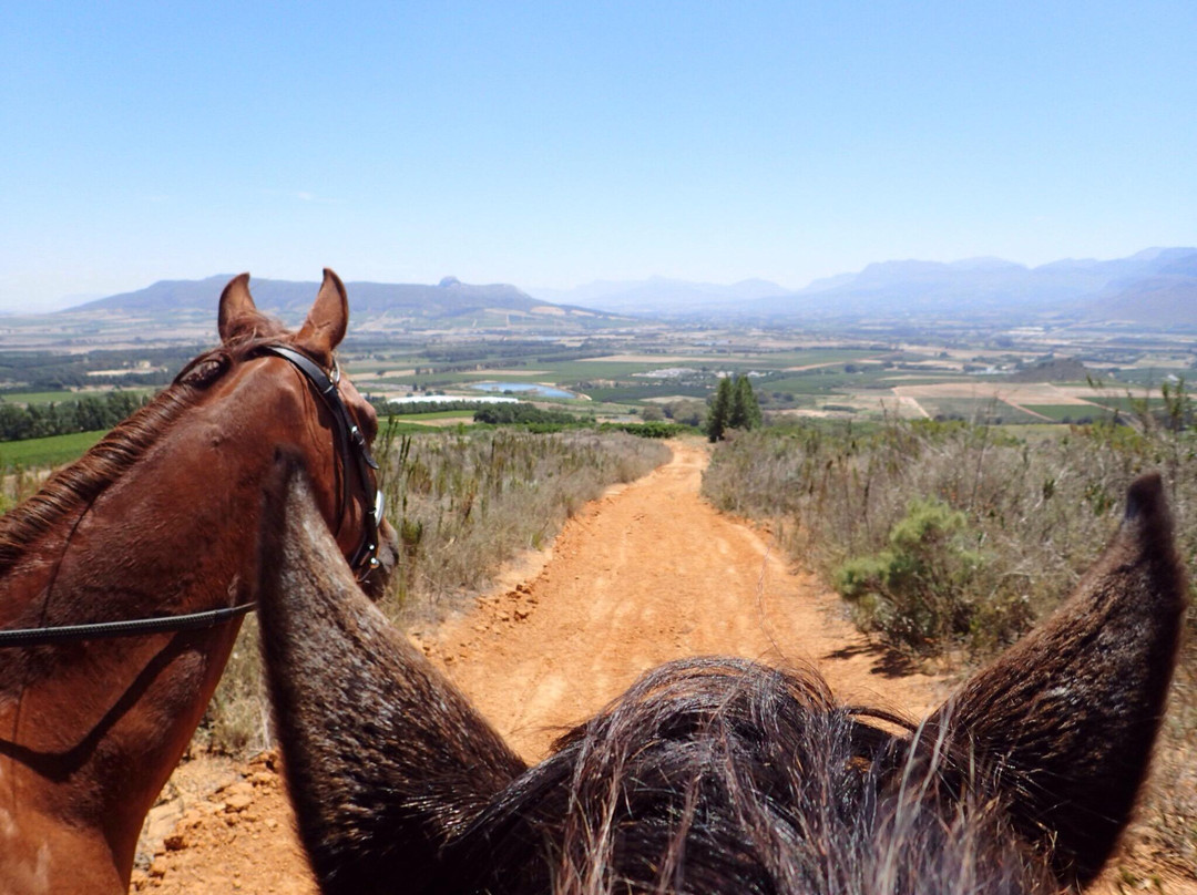 Horse Riding Cape Town景点图片