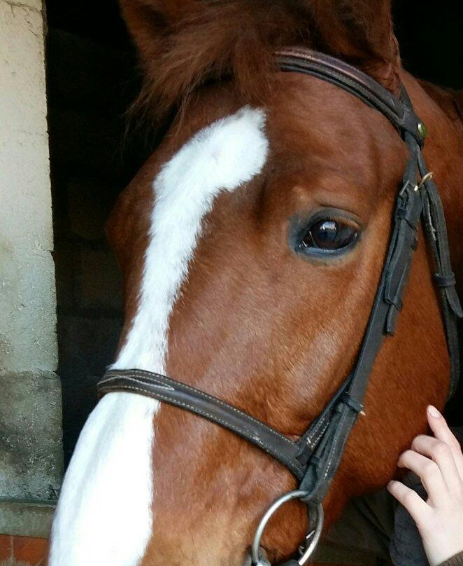 Centre Equestre Verneuil sur Avre