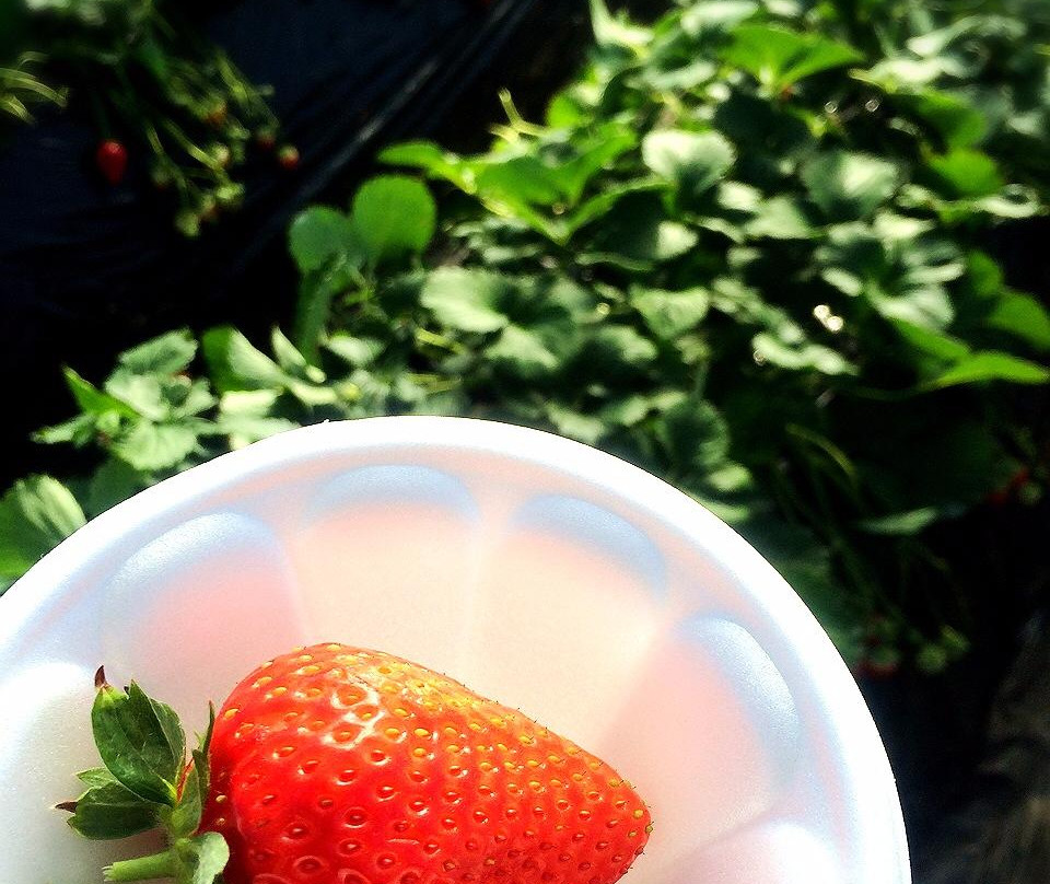 JA Hagano Mashiko Strawberry Picking-益子町必去景点