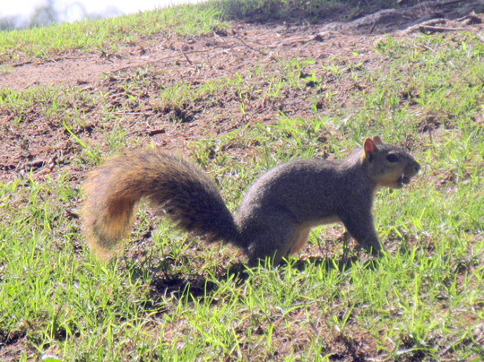 Rosemead Park-罗斯米德必去景点
