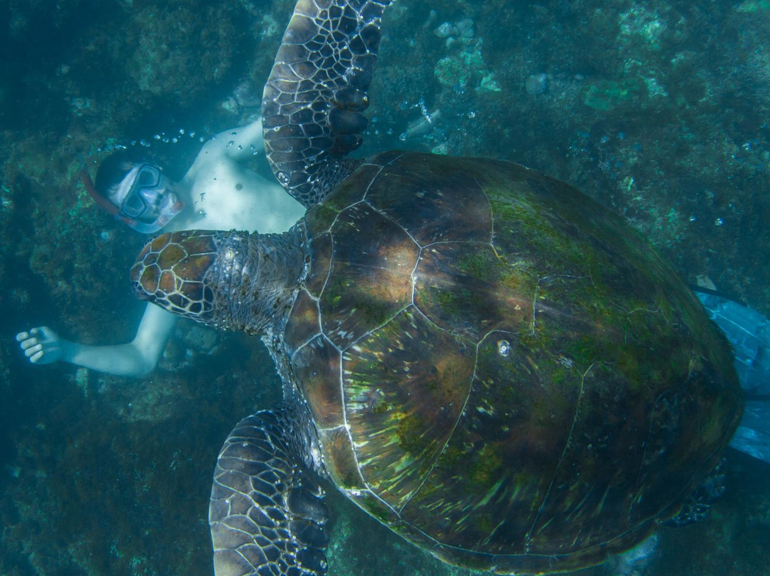 Cook Island Aquatic Reserve-Fingal Head必去景点