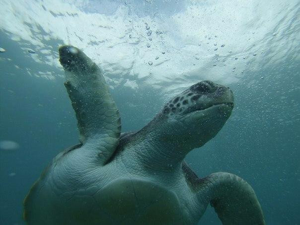 Diving Atlantis Tenerife景点图片