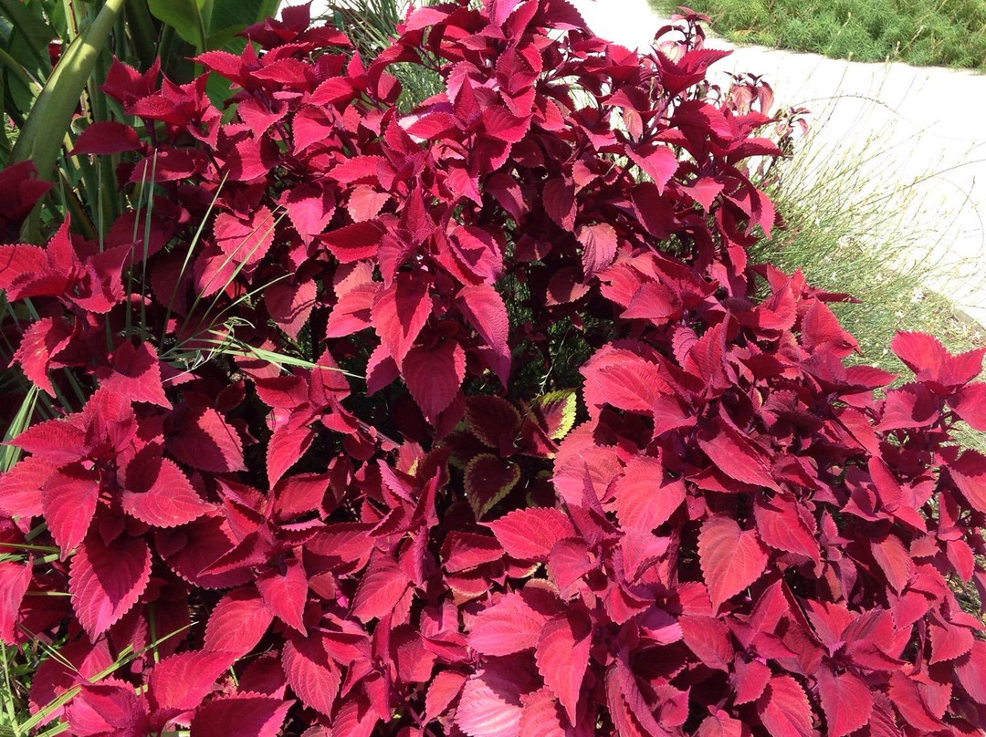 Cape Fear Botanical Garden景点图片