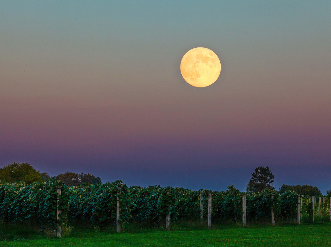 Country Moon Winery-Noblesville必去景点
