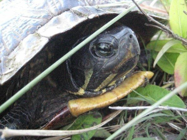 Alligator River National Wildlife Refuge景点图片
