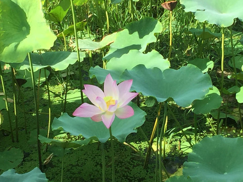 佛山三水狮皇花圆酒店主图