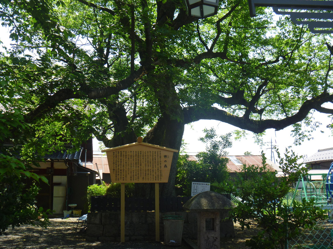 Kutsuwa no Mori no Inuzakura-长滨市必去景点