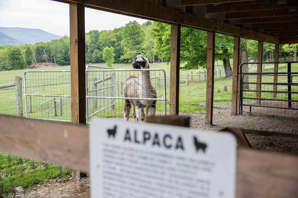 Sweet Brook Farm-威廉斯敦必去景点