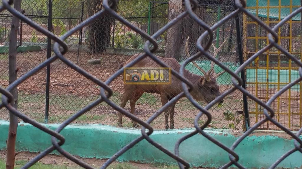 Deer Park景点图片