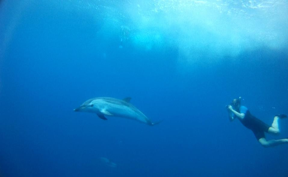 Nager avec les Dauphins-曼德琉-拉-那泡乐必去景点