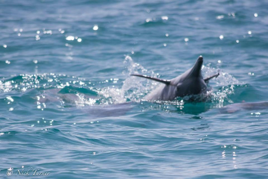 Sub Aqua Dive Center-塞拉莱必去景点