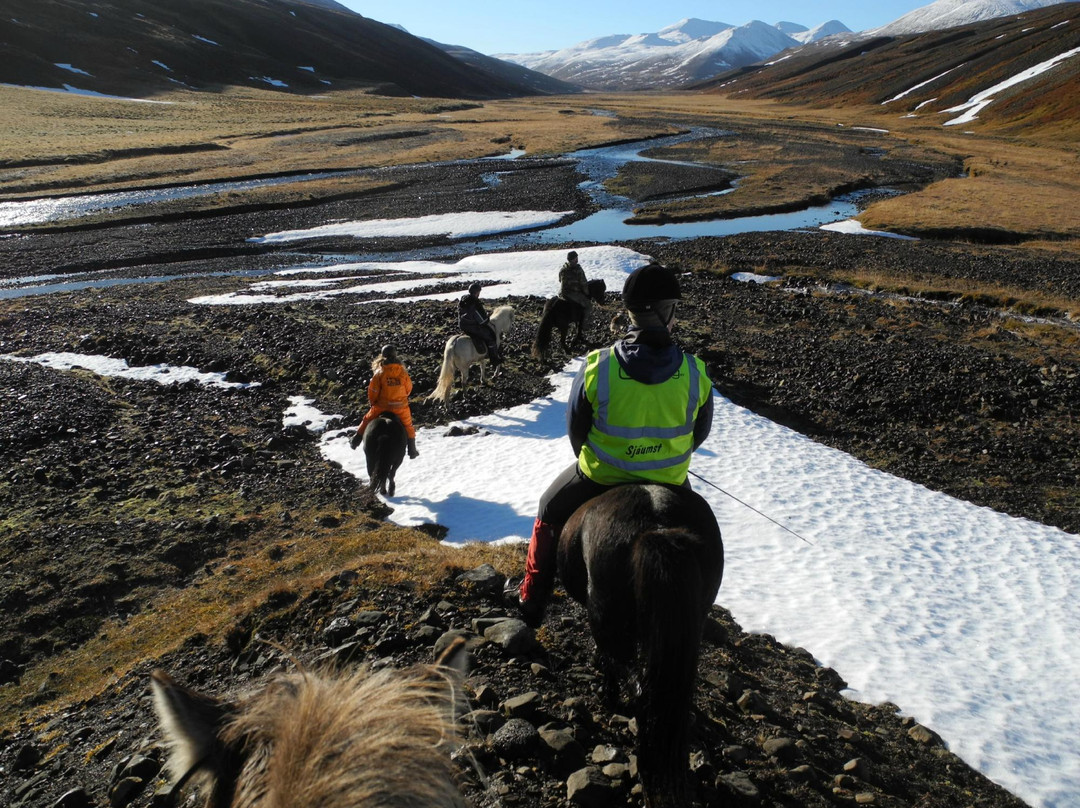 Iceland Horse Tours景点图片