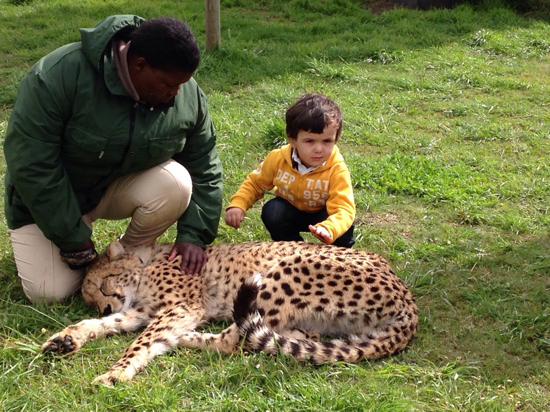 Cheetah Outreach - Somerset West-西索美塞必去景点