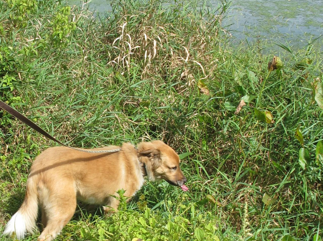 East Setauket Pond Park-East Setauket必去景点