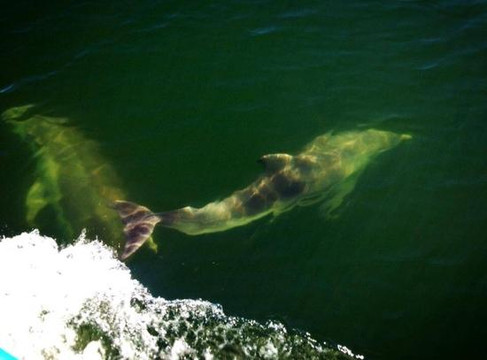 Lonsdale Eco Cruises-莱克斯恩特伦斯必去景点