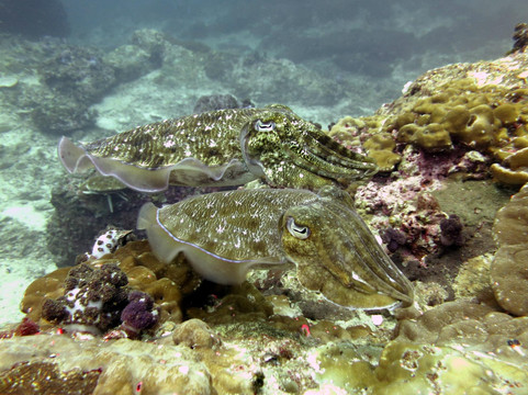 无重力潜水中心-查龙必去景点