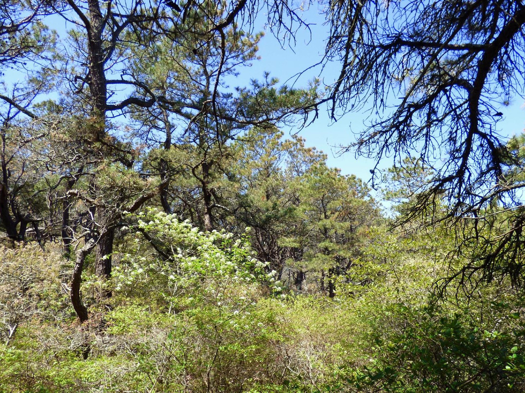 Head of the Meadow Trail景点图片
