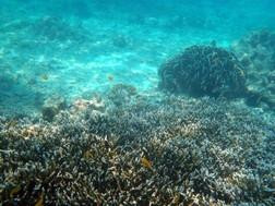 Sun Catamaran - Day Tours-芭东海滩必去景点