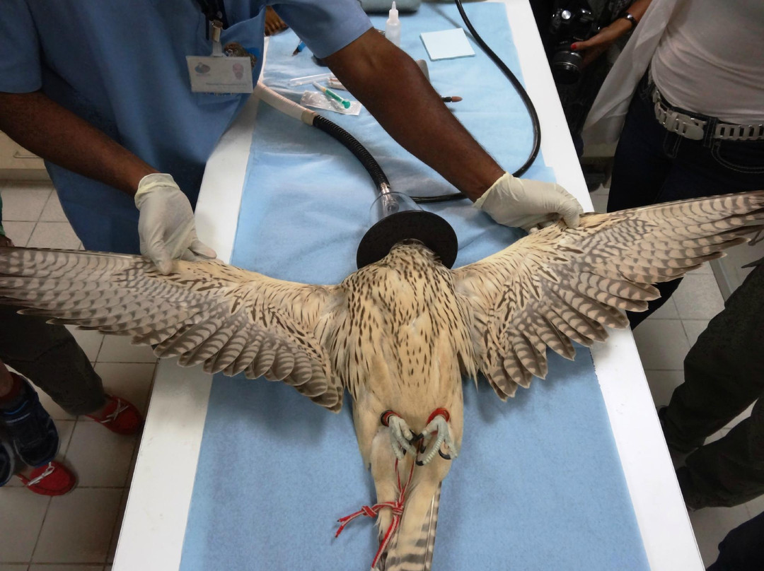 猎鹰医院-阿布扎比必去景点