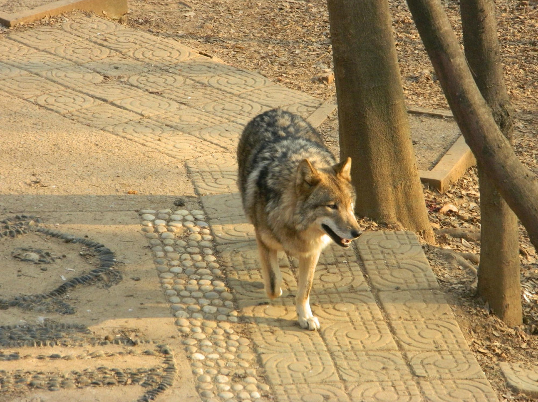 红山森林动物园-南京市必去景点