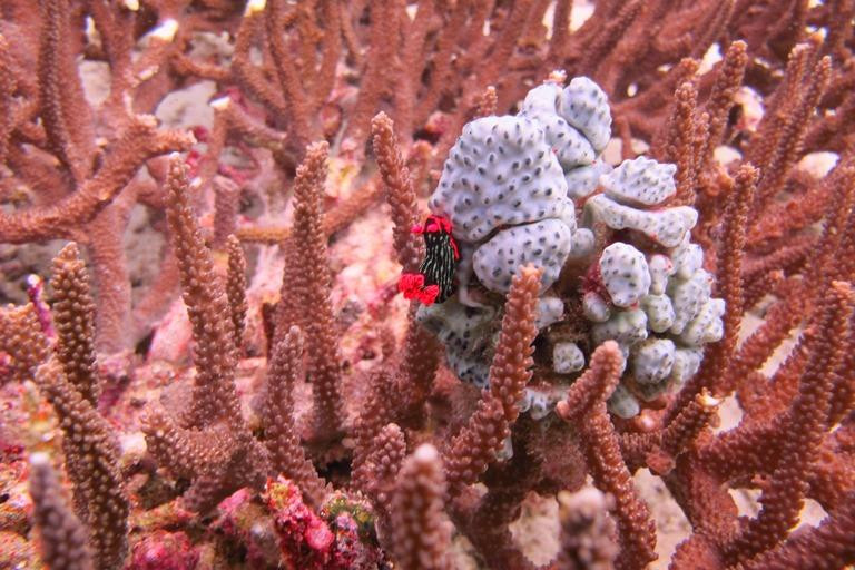 Sea Sanctuaries Trust-四王岛必去景点